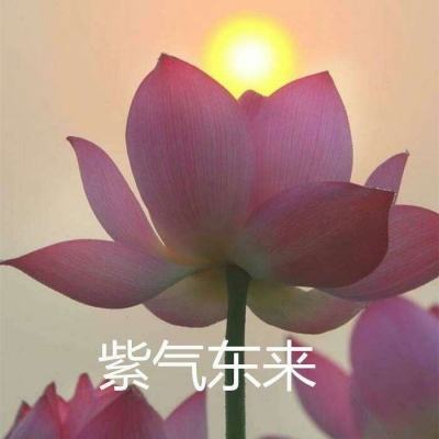 clash of toys游戏下载